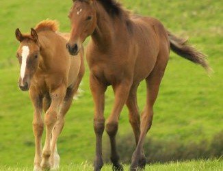 Welcome To Business HorsePower