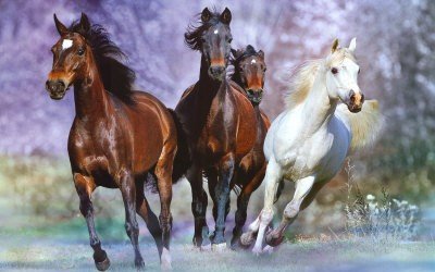 Horses Make Better Leaders