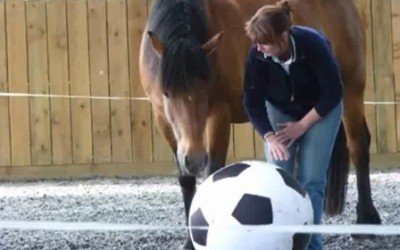 Why Consider Horse Assisted Coaching for Your Company?