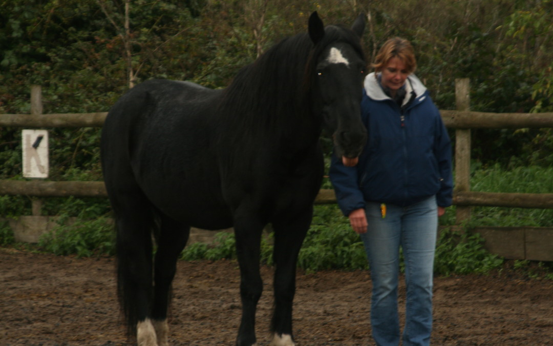 Horse Assisted Coaching – a valuable completion of integral leadership training