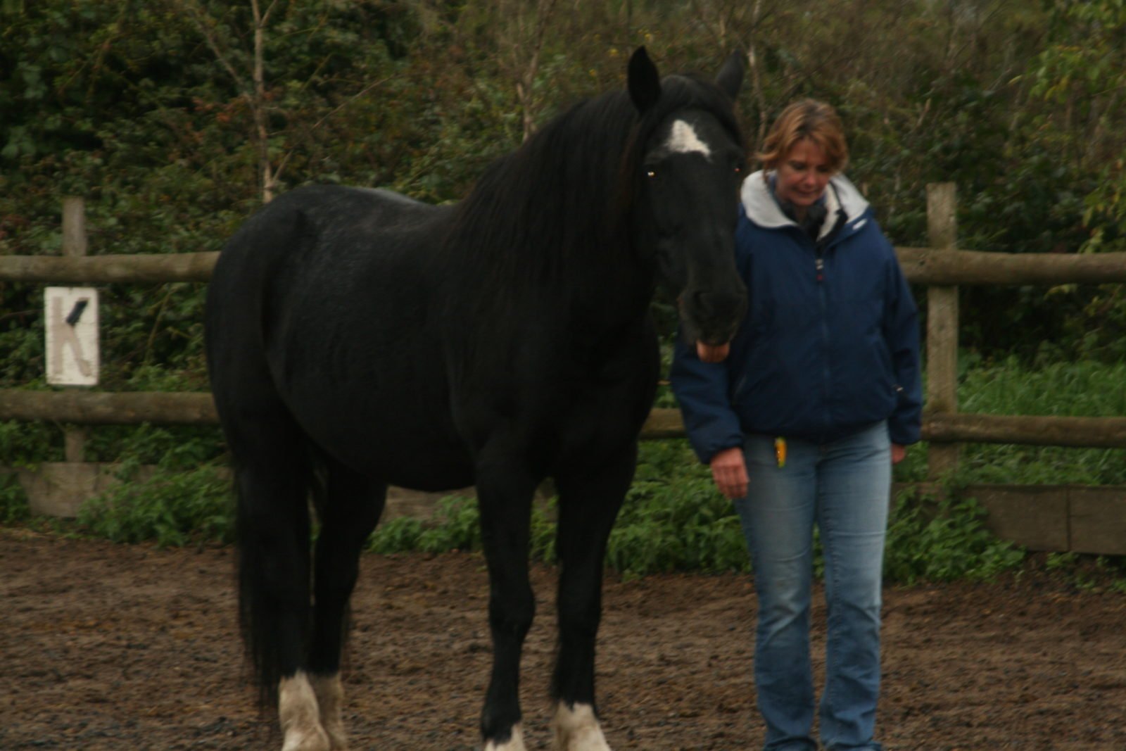 Horses and Julia