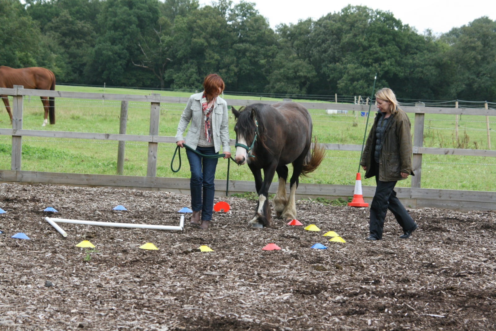 Leadership with Horses