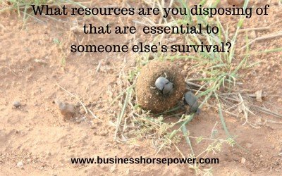 Dung Beetles and Elephants: What’s the Connection?