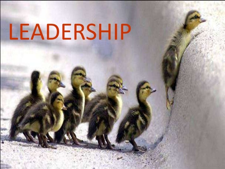 leadreship-ducks
