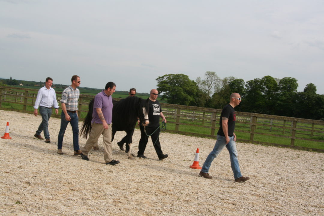 Team Leading a Horse