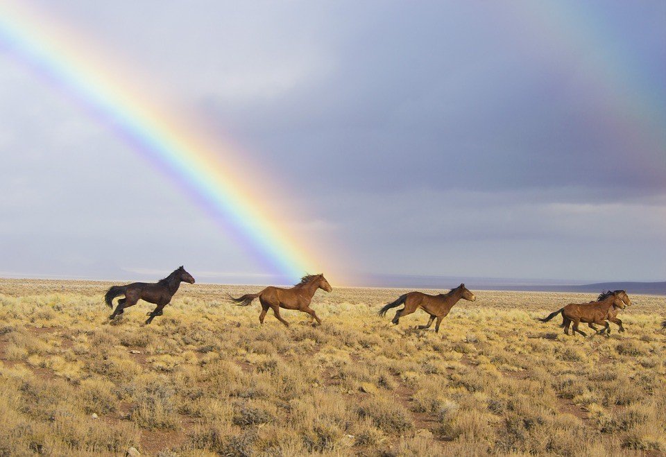 wild-horses-break-free