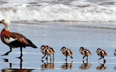 7 Personality Traits of Great Leaders