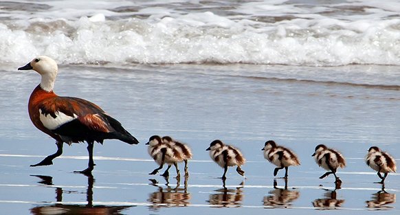 Duck leading other ducks