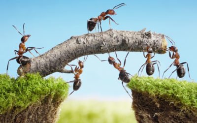 What We Can Learn About Collaboration From Nature