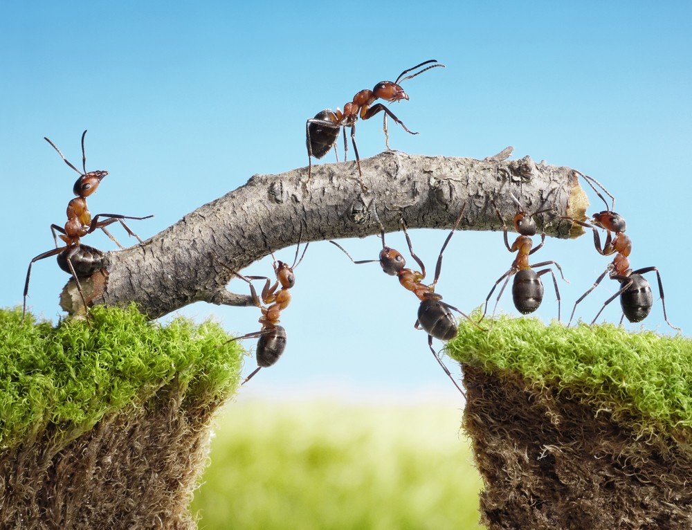 Ants Crossing A Chasm