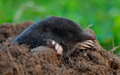 Are You Playing Whac-A-Mole in Your Business?