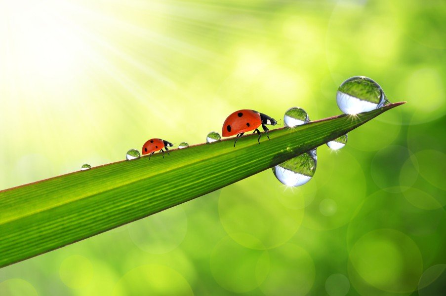 ants on a leave with raindrops