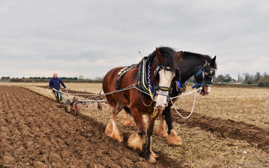 Two horses ploughing a field