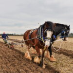 Two horses ploughing a field