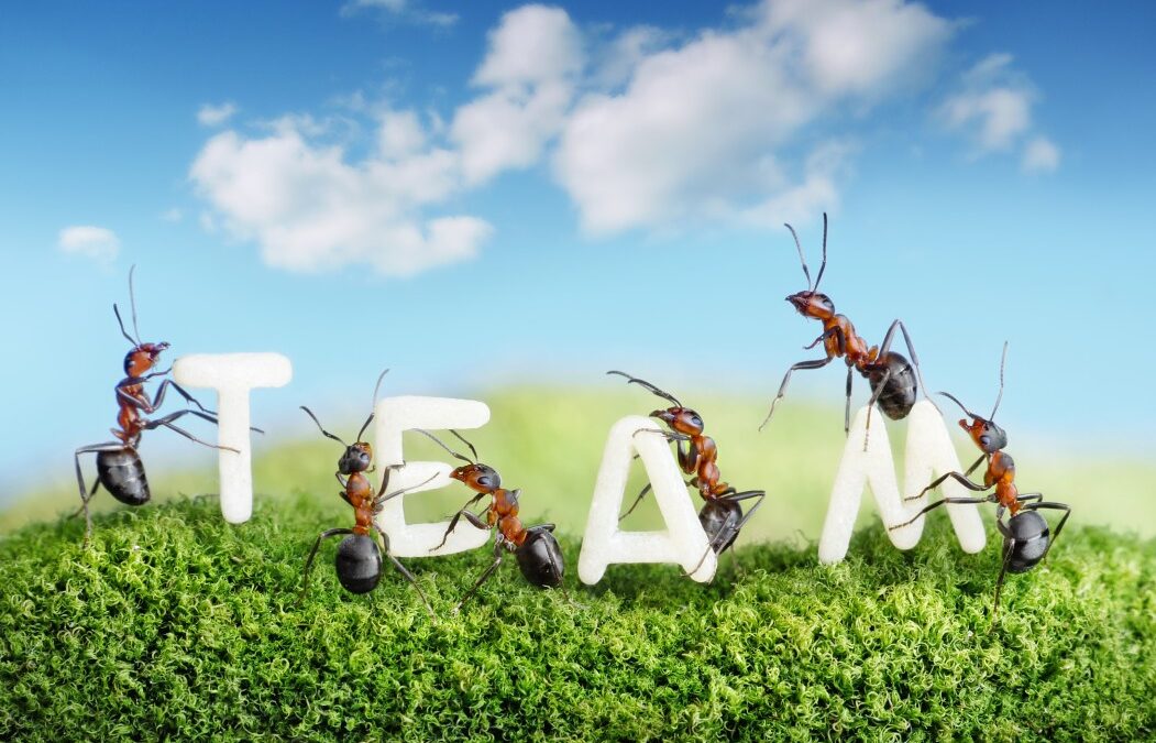 Five Myths About Teamwork And How To Mitigate Them