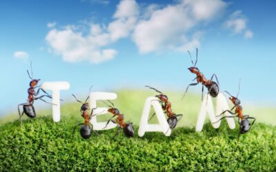 Five Myths About Teamwork And How To Mitigate Them