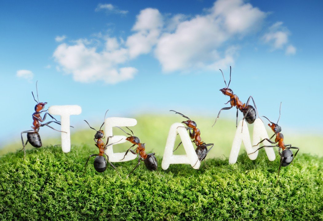 The letters TEAM and some ants