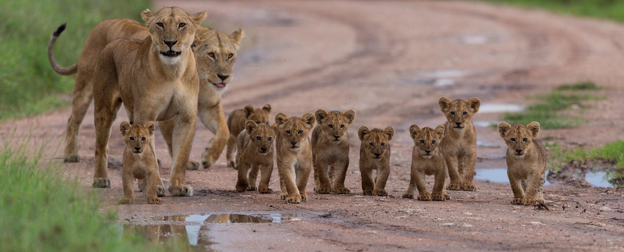lions and cubs walking along a road in the African desert