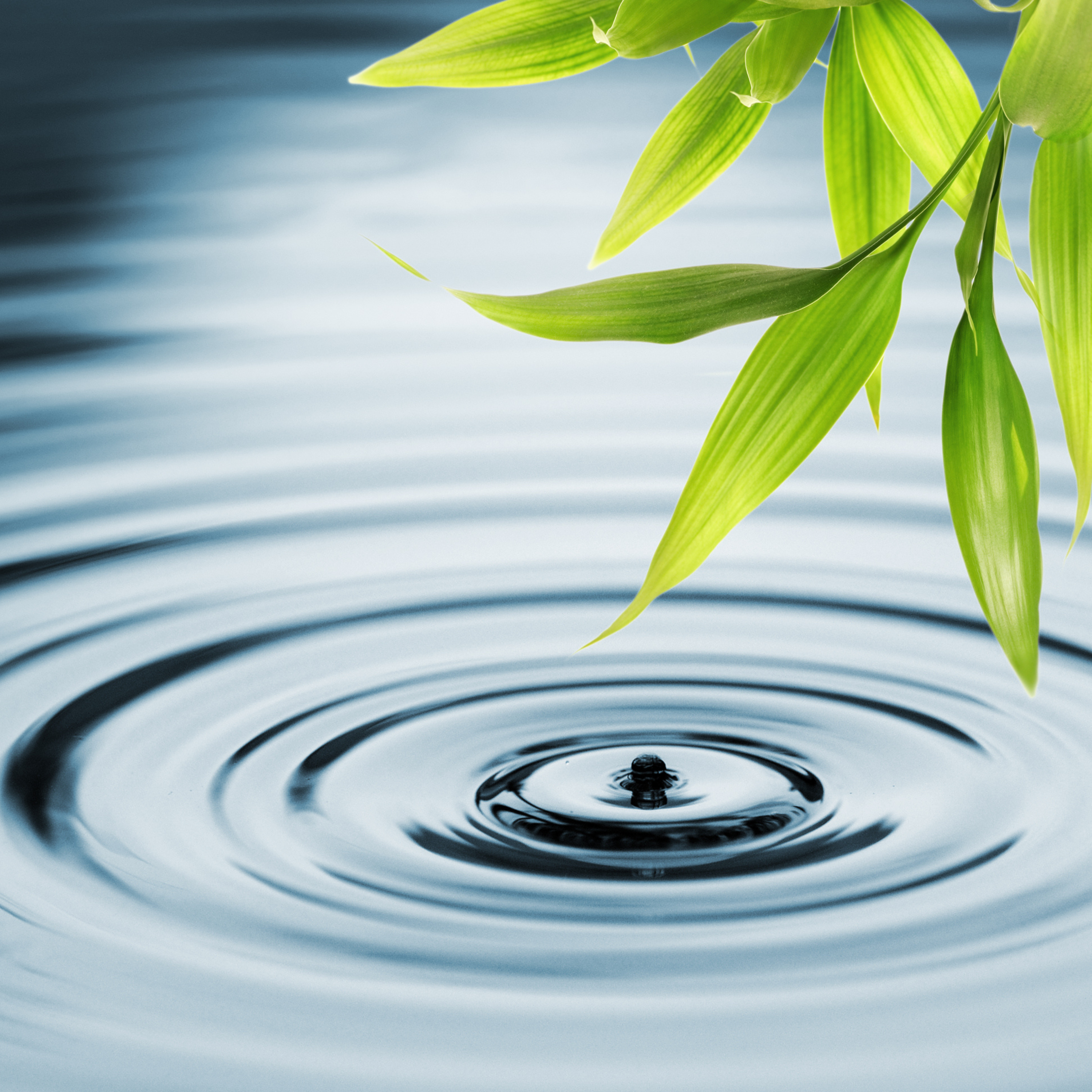 Stone dropping in a pond creating a ripple