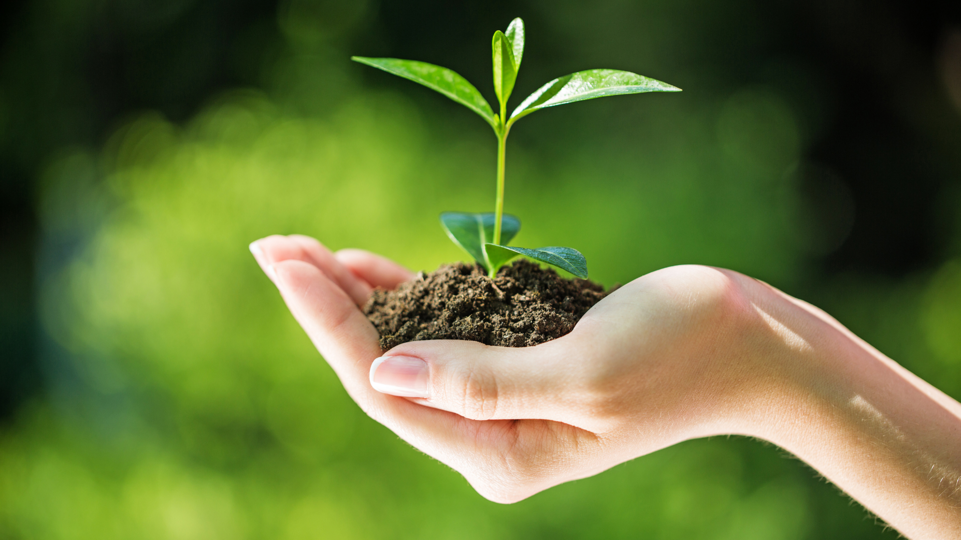 Hand holding a seedling