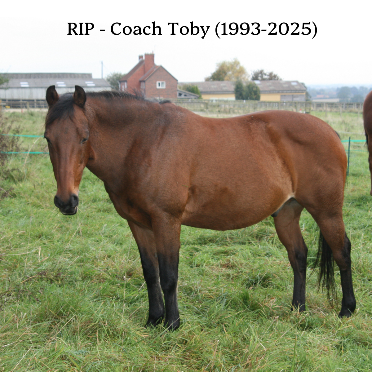 Horse - Coach Toby - standing in a field