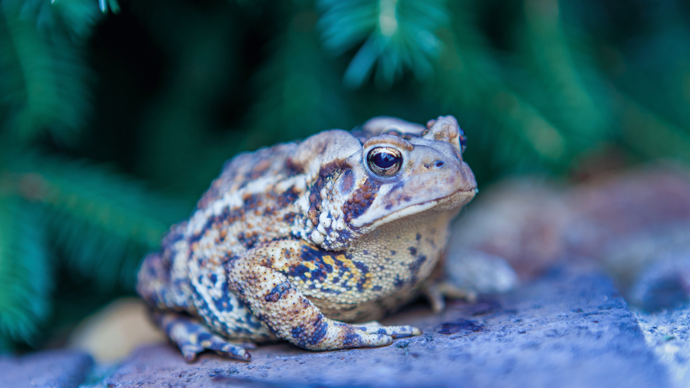 Image of a toad