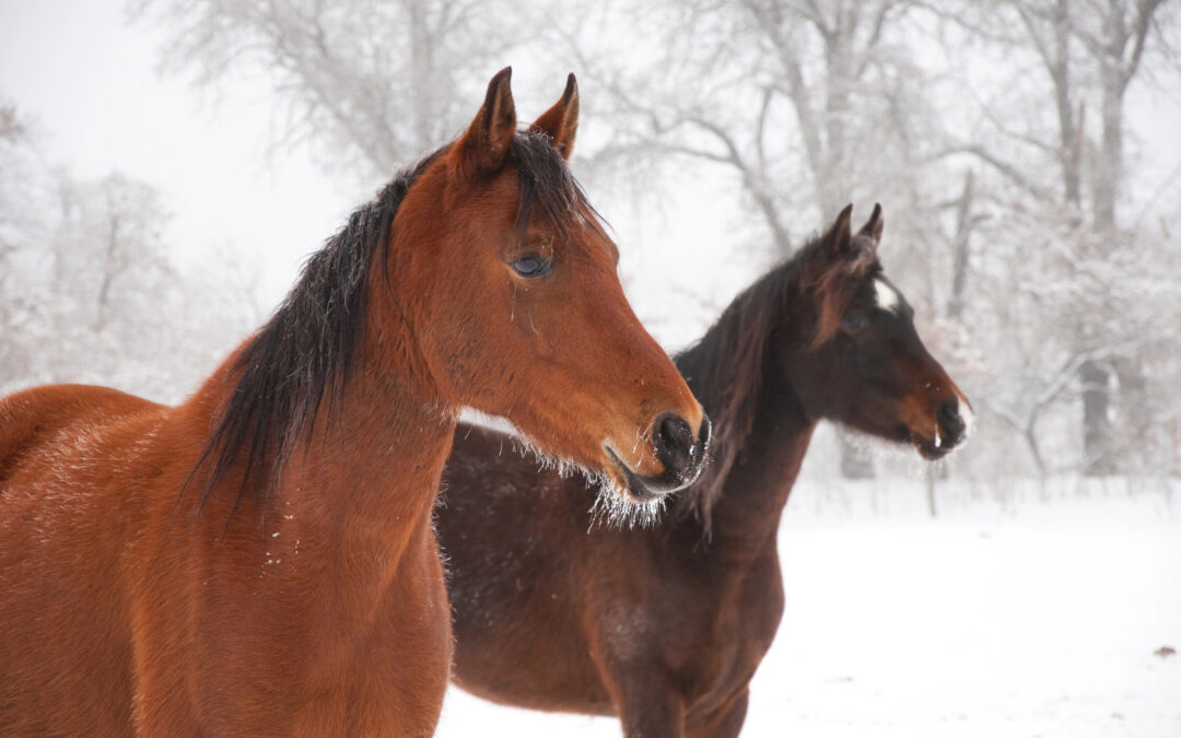 68 – Noticing and Listening: Why Awareness Matters in Leadership