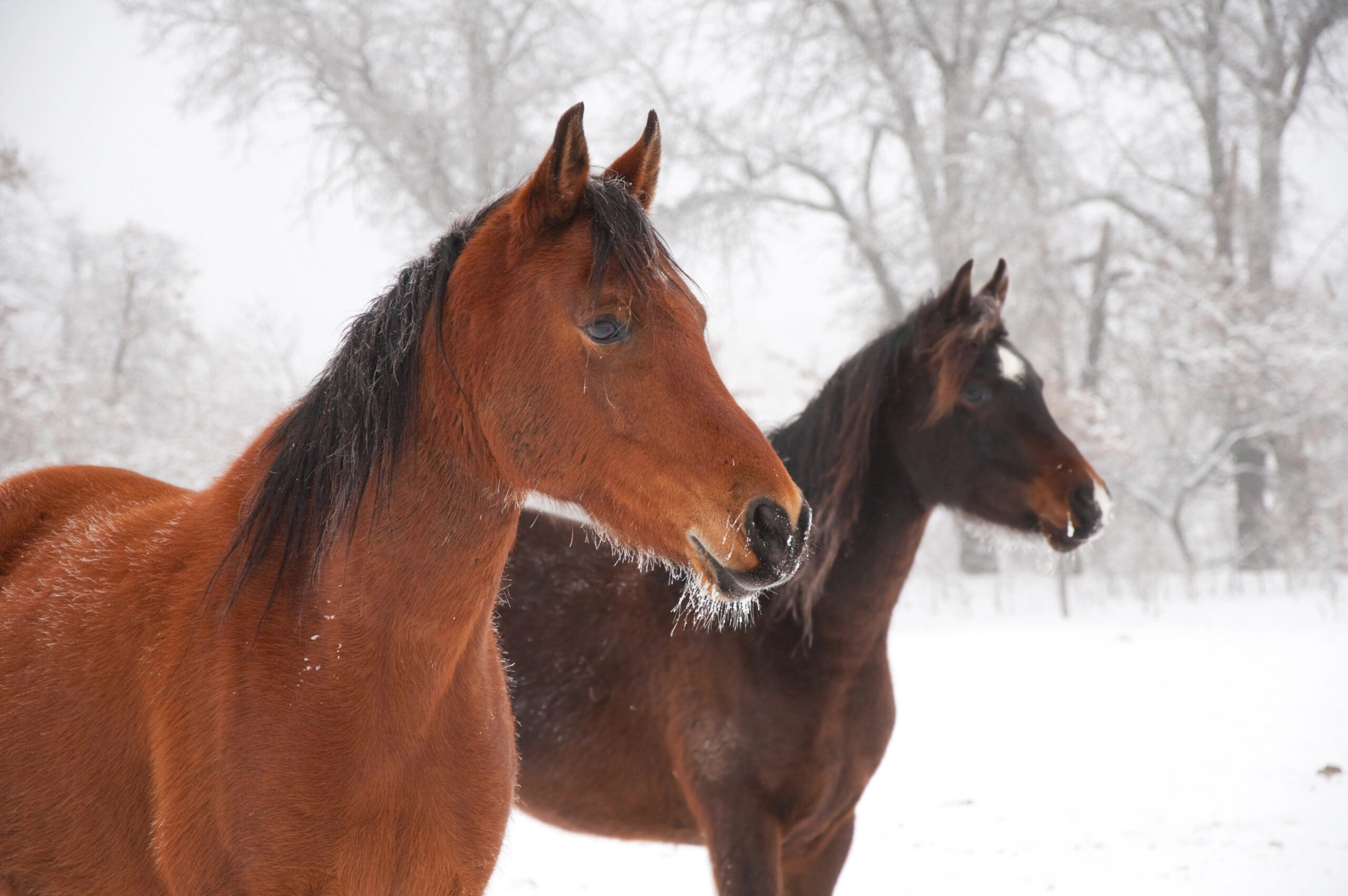 Two young horses with ears pricked in the snow