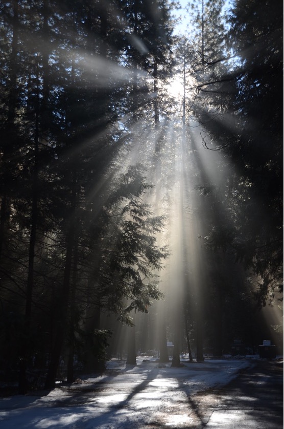 Light through the trees