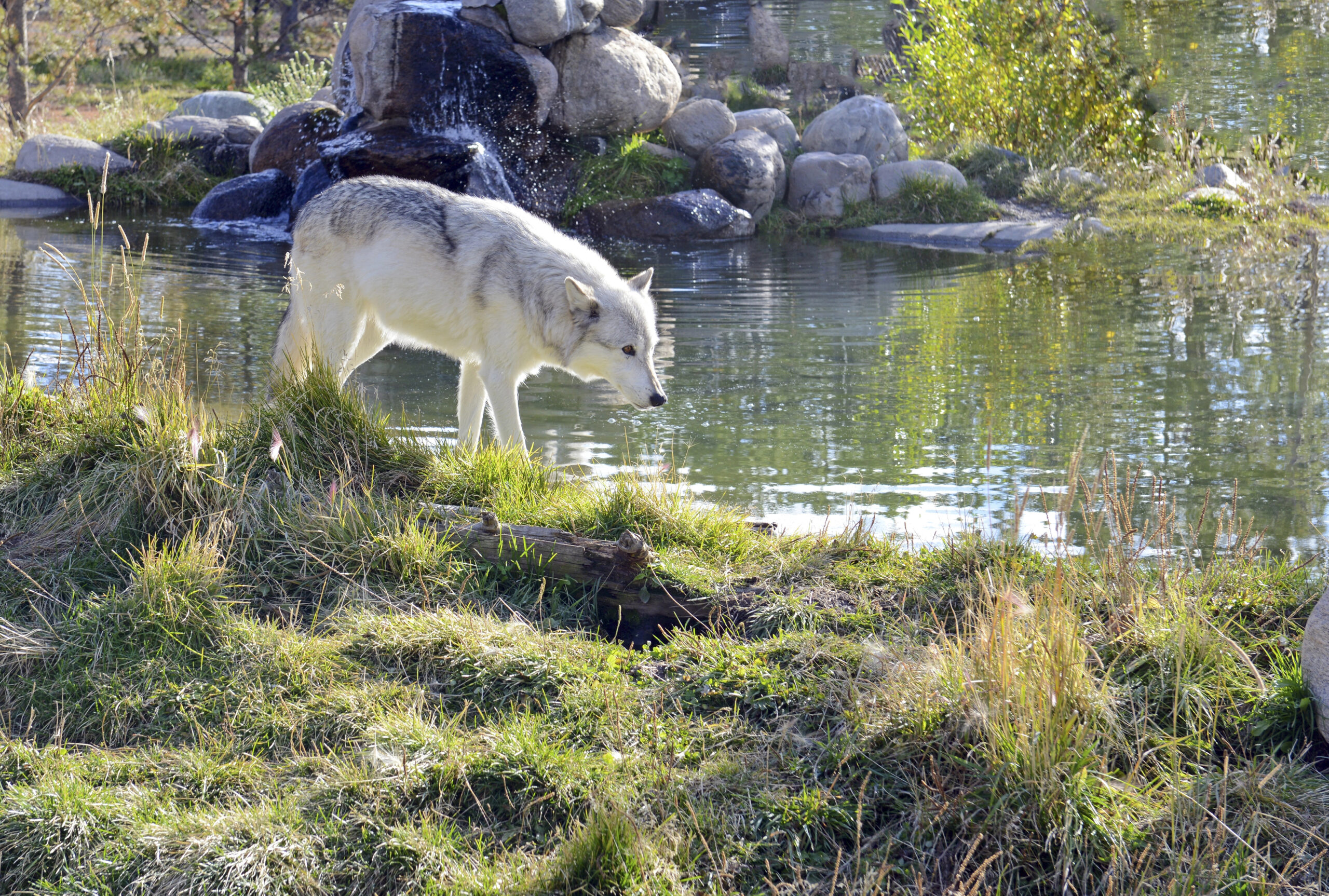 Depositphotos_86856166_XL wolves walking by river in yellowstone park